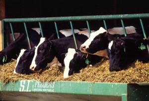 production-bovine