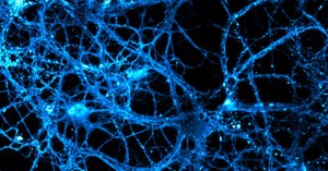 Des neurones par milliards au cœur de notre cerveau