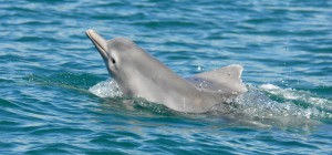 Le dauphin bossu: une nouvelle espèce découverte en 2014