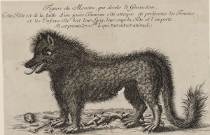 La bête du Gévaudan (source : estampe, dans Estampes relatives à l’Histoire de France, 1762, BNF)