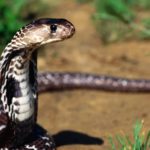 Rêves : Que signifie rêver de serpent?