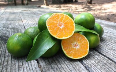 Huile essentielle de mandarine verte