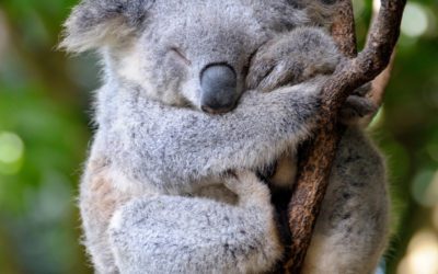 Près de 700 koalas euthanasiés en Australie