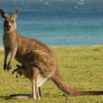 Rêves : rêver de kangourou