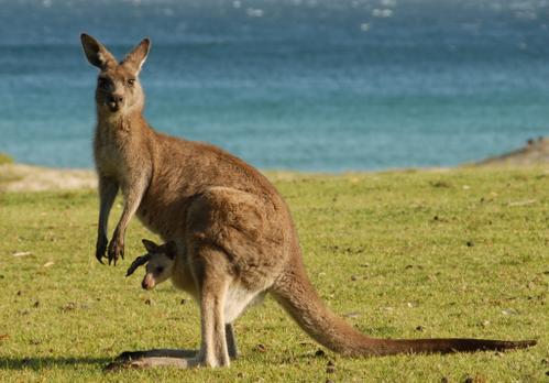 Rêves : rêver de kangourou
