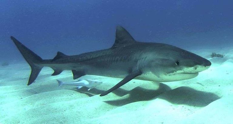 Le saviez-vous ? Le requin un animal pas si dangereux…