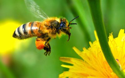 Rêves : rêver d’abeilles