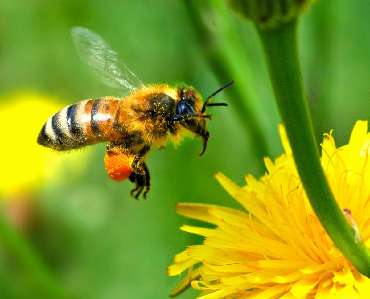 Rêves : rêver d’abeilles