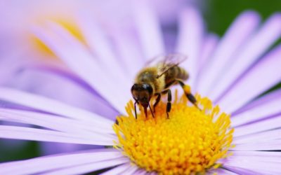 Les abeilles sont en danger!