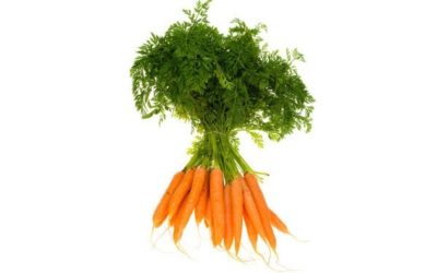 Huile essentielle de carotte