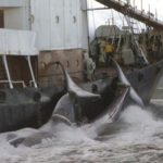 Islande : la chasse à la baleine est lancée