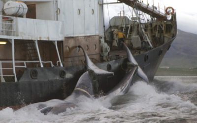 Islande : la chasse à la baleine est lancée