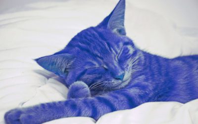 Interprétation du rêve d’Alexandra : Le chat violet