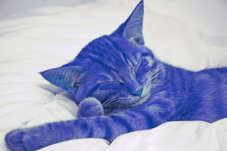 Interprétation du rêve d’Alexandra : Le chat violet