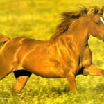 Rêves : rêver de cheval