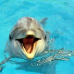 Interprétation du rêve de Patricia : contact avec un dauphin