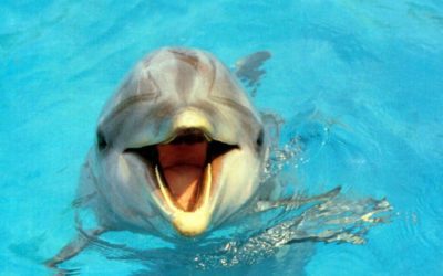 Rêves : rêver de dauphin