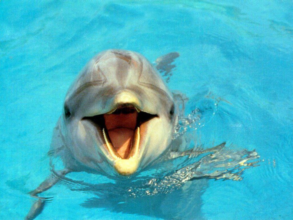 Rêves : rêver de dauphin