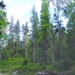 Notre planète : Les arbres les plus vieux du monde