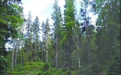 Notre planète : Les arbres les plus vieux du monde