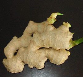 Les plantes : le gingembre