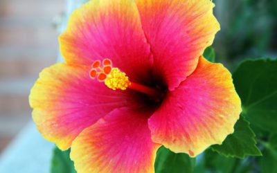 Les plantes : l’hibiscus