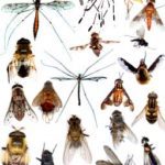 Rêves : rêver d’insectes