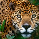 Rêves : rêver de jaguar