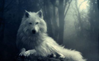 Interprétation du rêve de Maëva : les loups et la forêt