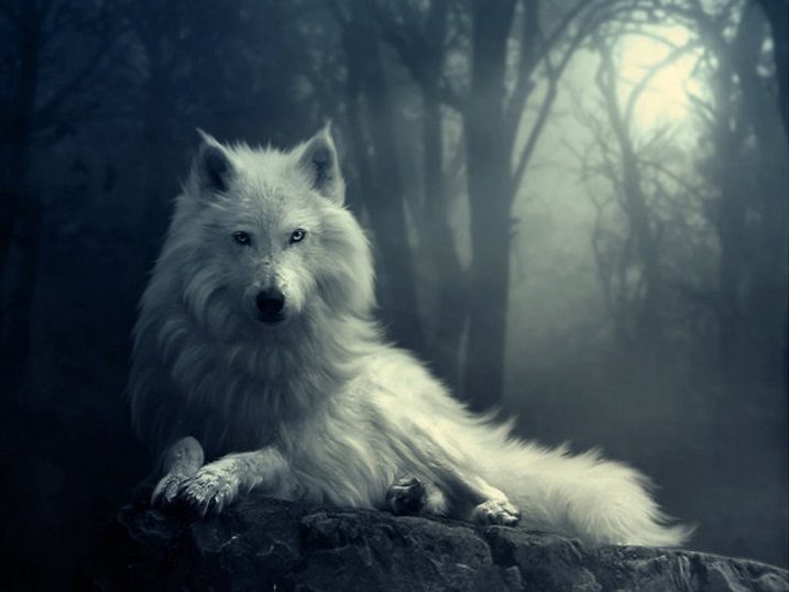 Interprétation du rêve de Maëva : les loups et la forêt