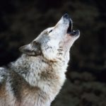 Rêves : rêver de loup