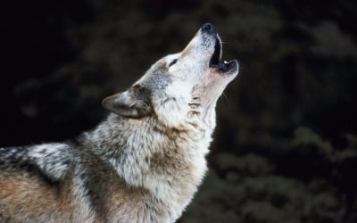 Rêves : rêver de loup