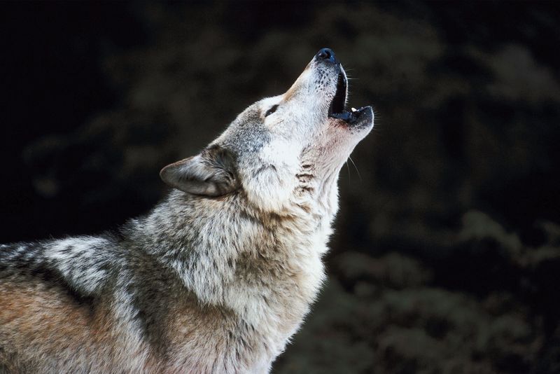 Rêves : rêver de loup