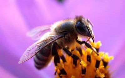 Planète : La disparition des abeilles