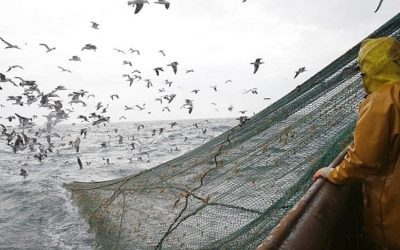 Notre planète : le scandale de la pêche en eaux profondes