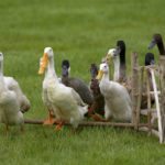 Notre planète : 1ère journée mondiale contre le foie gras