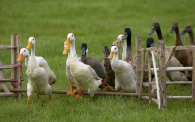 Notre planète : 1ère journée mondiale contre le foie gras
