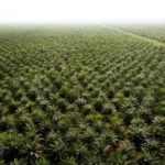 Planète : L’huile de palme, une bombe écologique
