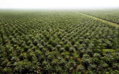 Planète : L’huile de palme, une bombe écologique