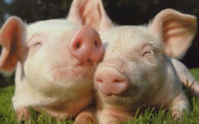 Planète : Tout n’est pas si bon dans le cochon !