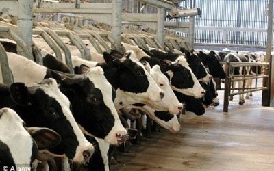Planète : Le projet controversé de la ferme des 1000 vaches