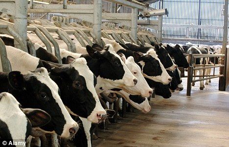 Planète : Le projet controversé de la ferme des 1000 vaches