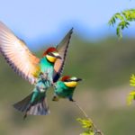 Rêves : Que signifie rêver d’oiseaux?