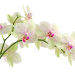 Les plantes : l’orchidée