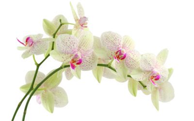 Les plantes : l’orchidée