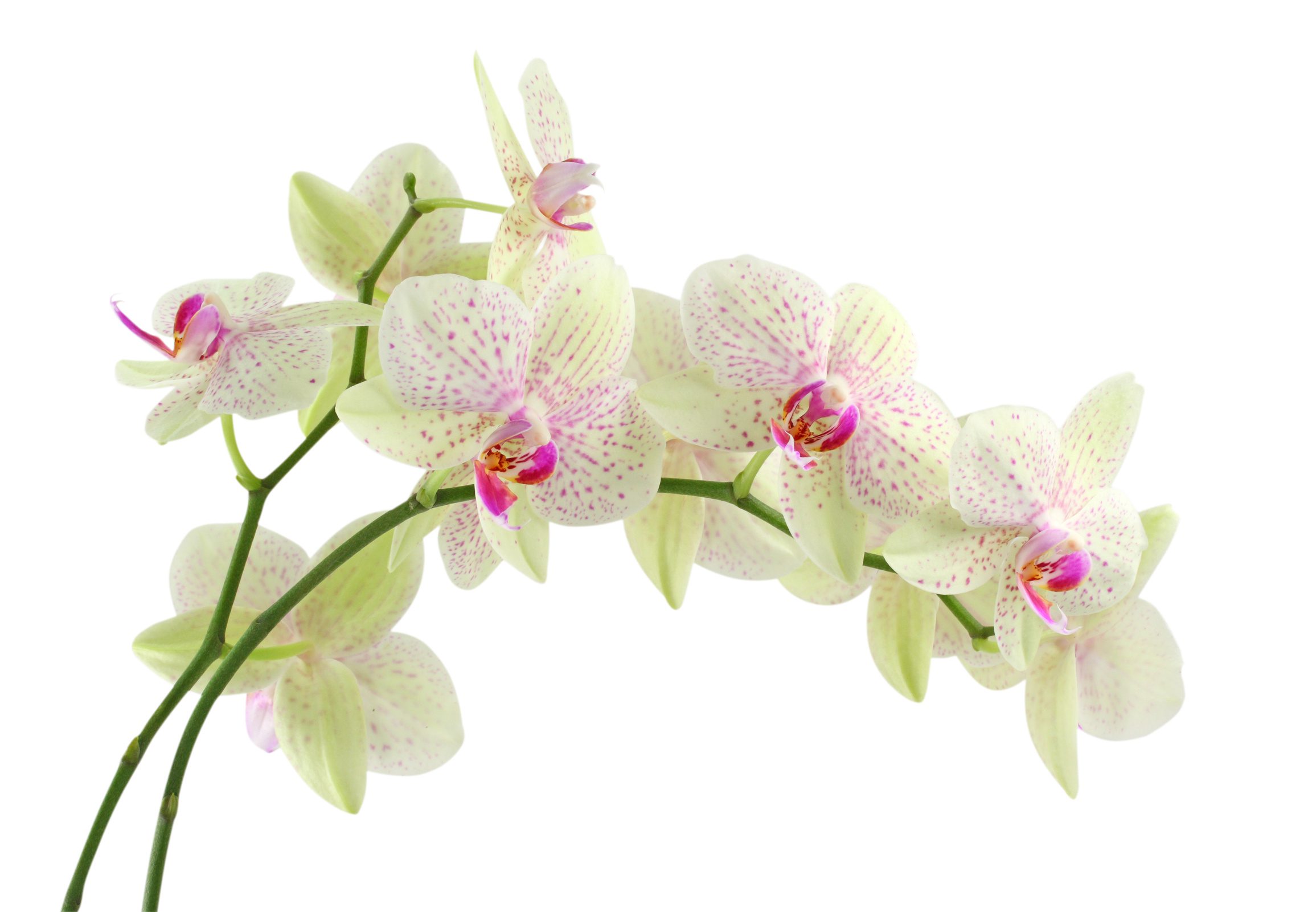 Les plantes : l’orchidée