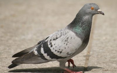 Rêves : rêver de pigeon