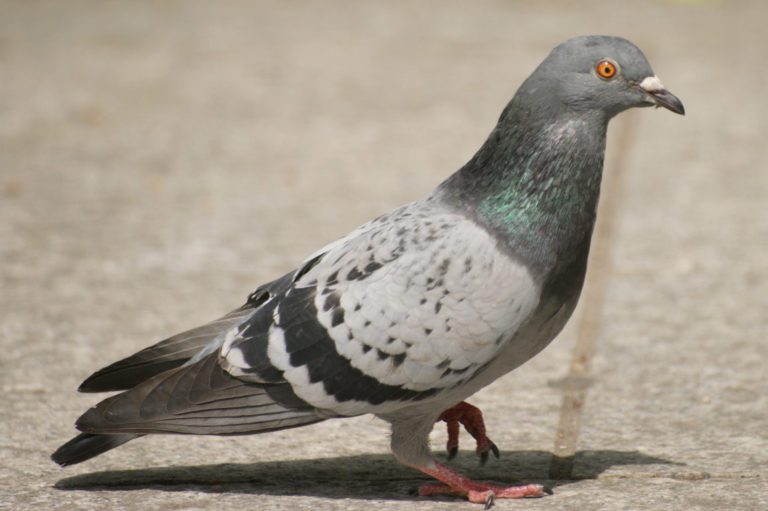 Rêves : rêver de pigeon