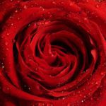 Les plantes : la rose rouge