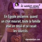 Le saviez-vous ? les chats et l’Egypte